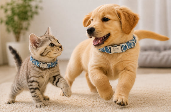 Cat Collars & Accessories - azpaws