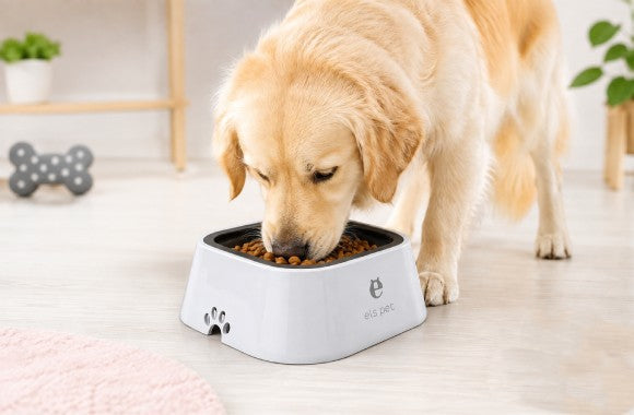 Cat Feeding & Bowls - azpaws
