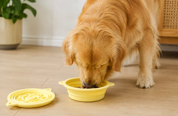 Dog Feeding & Bowls - azpaws
