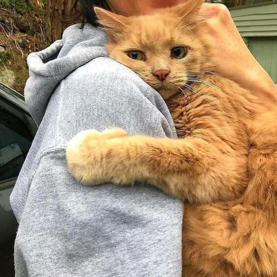 🐈 Cats 😺 - azpaws