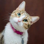 Cat Collars & Accessories - azpaws