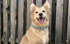 Fashion Cute Simple Pet Dog Collar