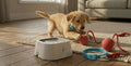Puppy playing with a toy on a wooden floor next to a pet bowl.