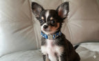 Fashion Cute Simple Pet Dog Collar