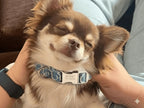 Small dog with a 'Buddy' collar held by a person