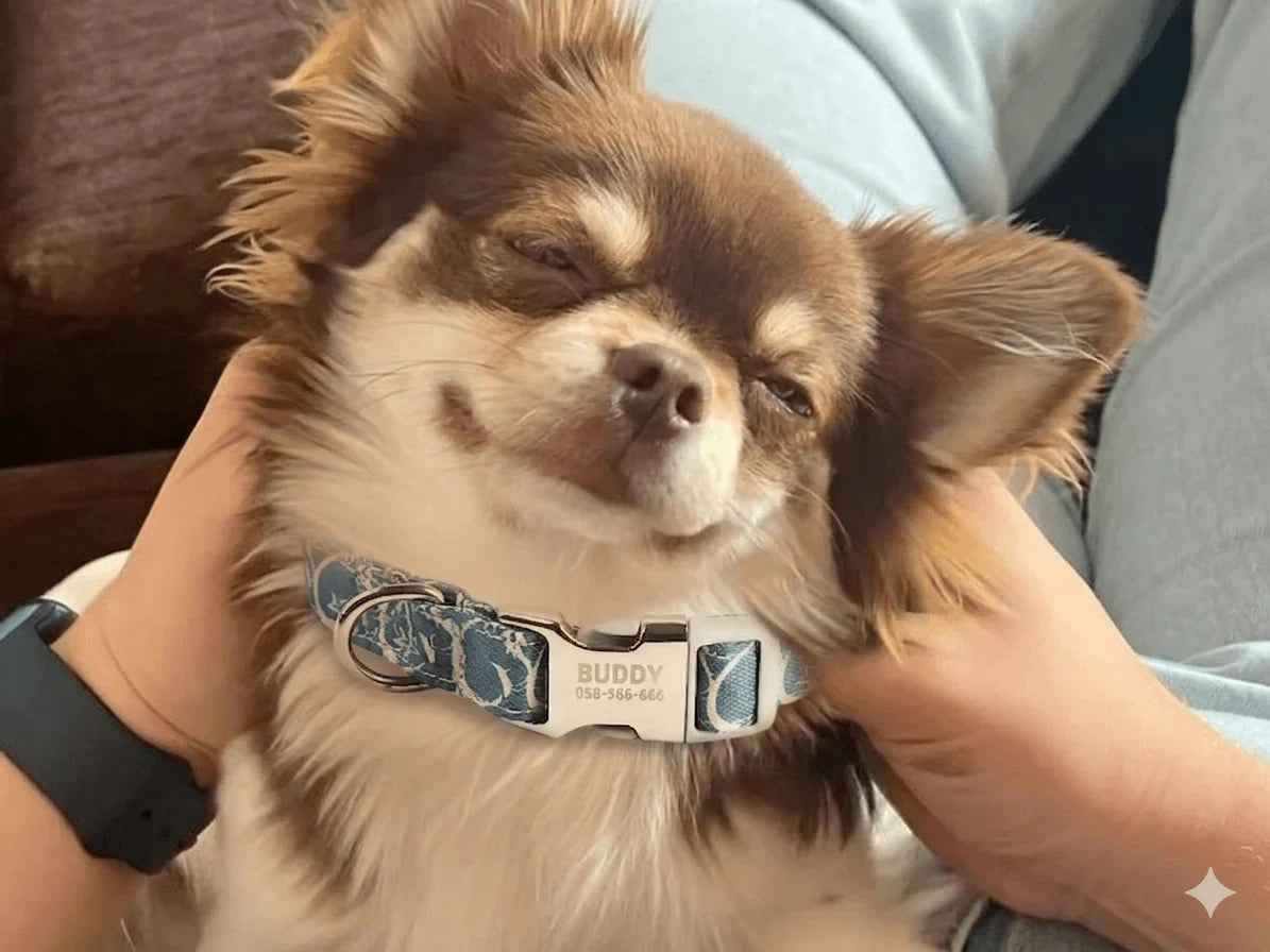 Small dog with a 'Buddy' collar held by a person