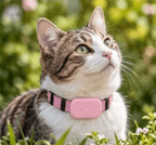 Cat wearing pink GPS tracker collar outdoors
