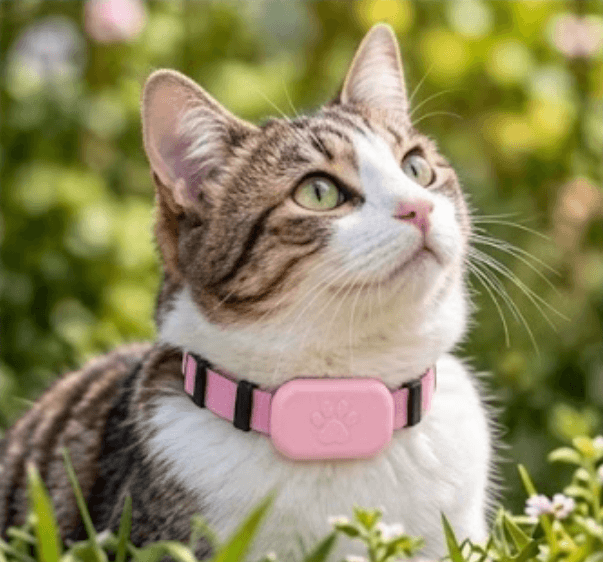 Cat wearing pink GPS tracker collar outdoors
