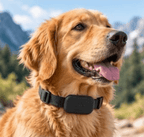 Dog wearing GPS pet tracker collar outdoors