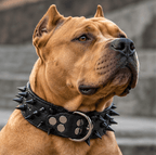 Brown dog wearing a black spiked dog collar with metal buckle and studs