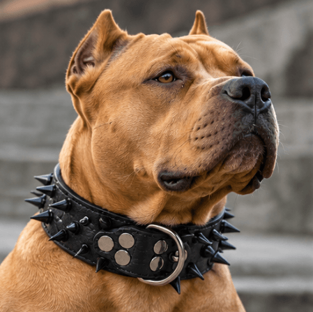 Brown dog wearing a black spiked dog collar with metal buckle and studs