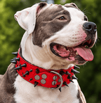 Pit Bull wearing a red spiked dog collar with black spikes and metal studs