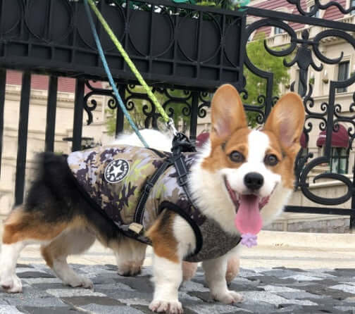 Cozy Pup Winter Hoodie for small dogs  -AZPaws