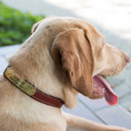 Dog wearing a brown leather collar with a gold tag outdoors