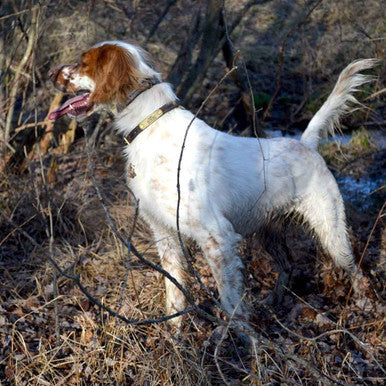 Dog with a hunting dog tag in a natural outdoor setting