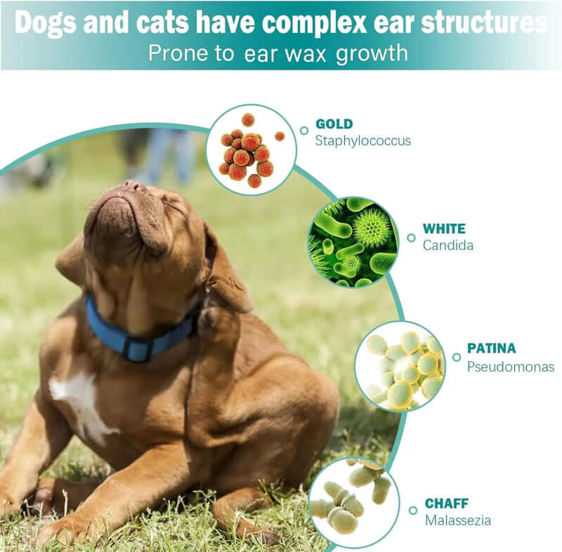 Dog sitting on grass with ear wax growth infographics