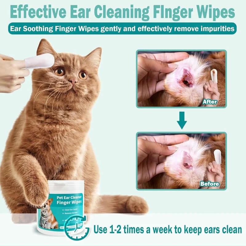 Cat being shown using ear cleaning wipes with before and after images on a light blue background.