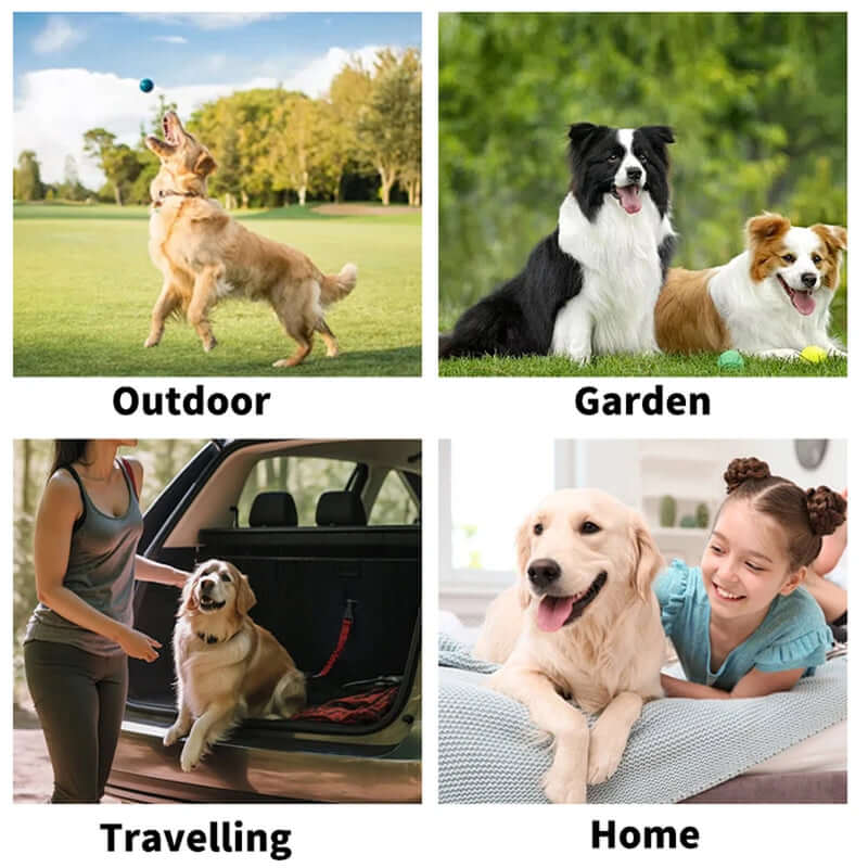 Four scenes showing dogs in different settings: outdoor, garden, travelling, and home.