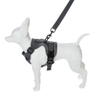 Small dog wearing a gray harness and leash on a white background- AZPaws