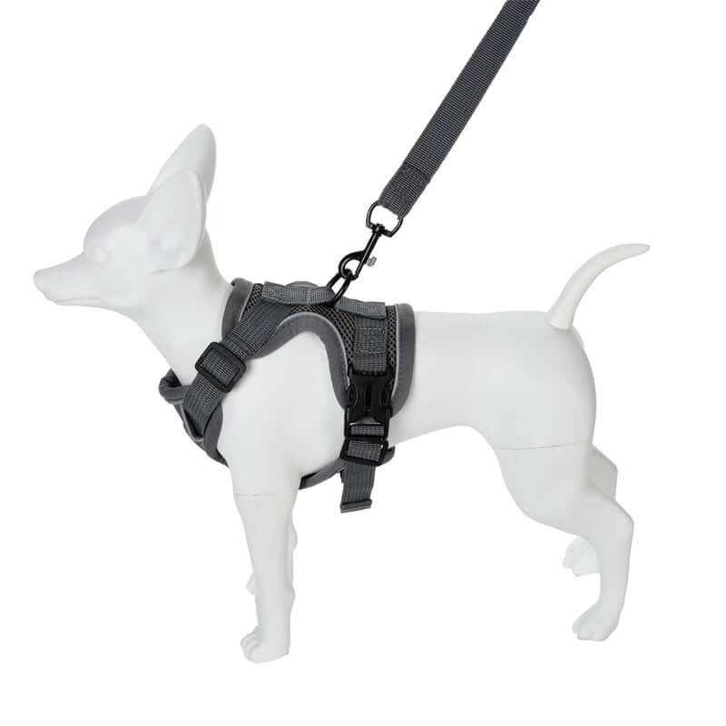 Small dog wearing a gray harness and leash on a white background- AZPaws