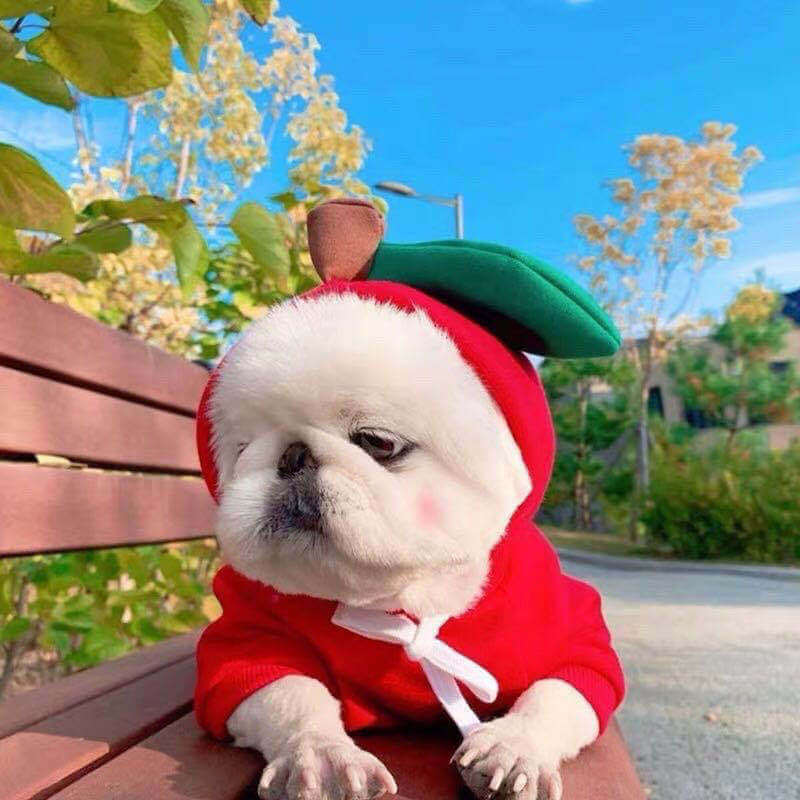 Frog themed dog hoodie with drawstring hood - winter pet clothes for French Bulldogs Pomeranians - AZPaws

