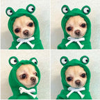 Frog themed dog hoodie with drawstring hood - winter pet clothes for French Bulldogs Pomeranians - AZPaws
