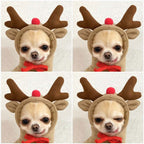 Adorable hoodies for dogs & cats