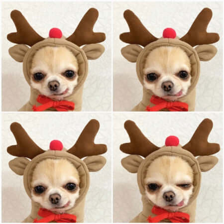 Adorable hoodies for dogs & cats