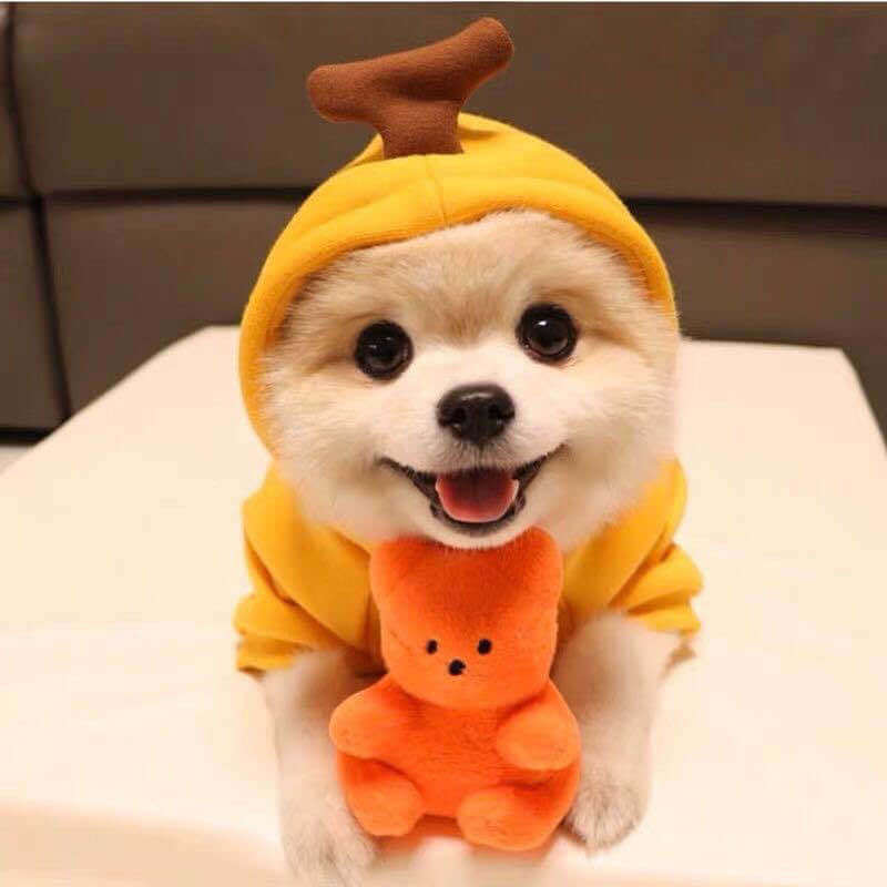 Adorable hoodies for dogs & cats