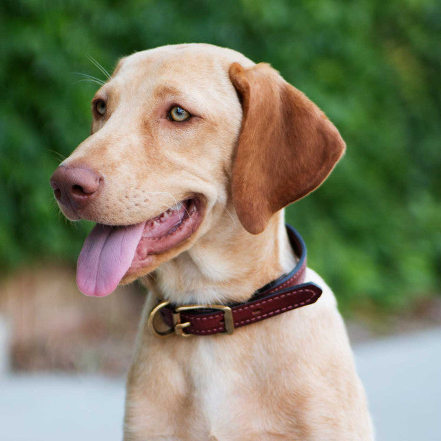 Dog with a red collar standing outdoors with greenery in the background