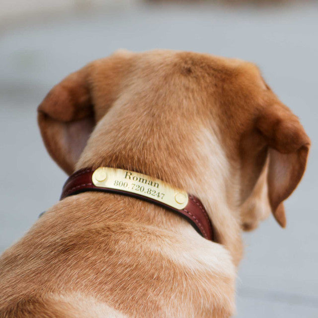 Brown dog wearing a collar with a tag, standing by water.